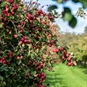 Cider Farm Tour and Tasting for Two Dorset Beautiful Bush On Cider Farm